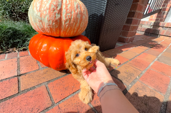 Cavapoo Pup Being Cute