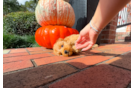 Cute Cavapoo Baby