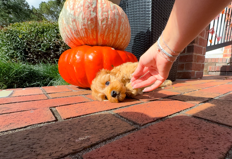 Cute Cavapoo Baby