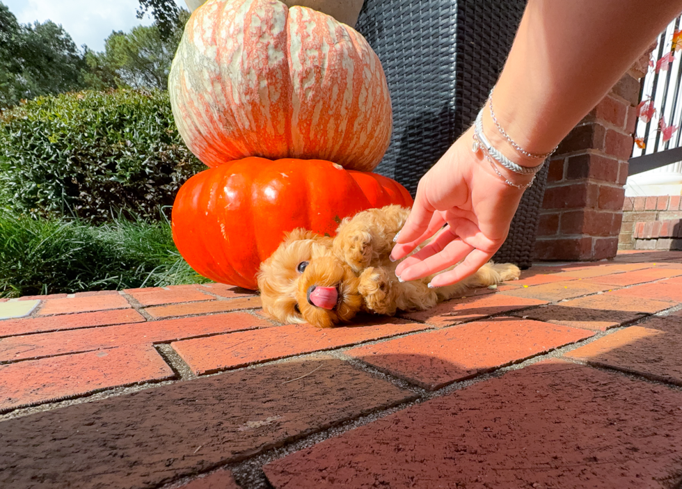 Cute Cavapoo Baby