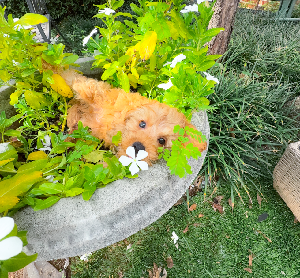 Cute Cavapoo Baby