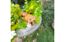 Cute Cavapoo Poodle Mix Pup