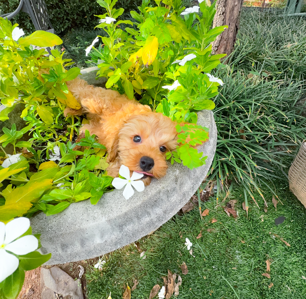 Cute Cavapoo Poodle Mix Pup