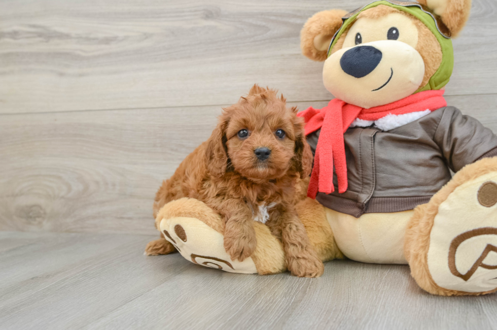 6 week old Cavapoo Puppy For Sale - Simply Southern Pups