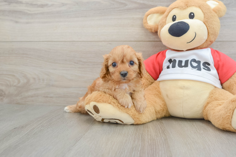 7 week old Cavapoo Puppy For Sale - Simply Southern Pups