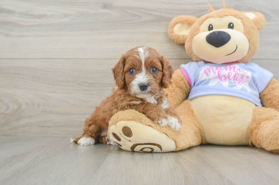 5 week old Cavapoo Puppy For Sale - Simply Southern Pups
