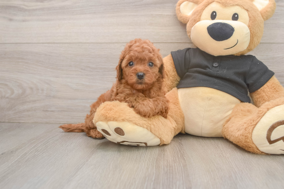5 week old Cavapoo Puppy For Sale - Simply Southern Pups