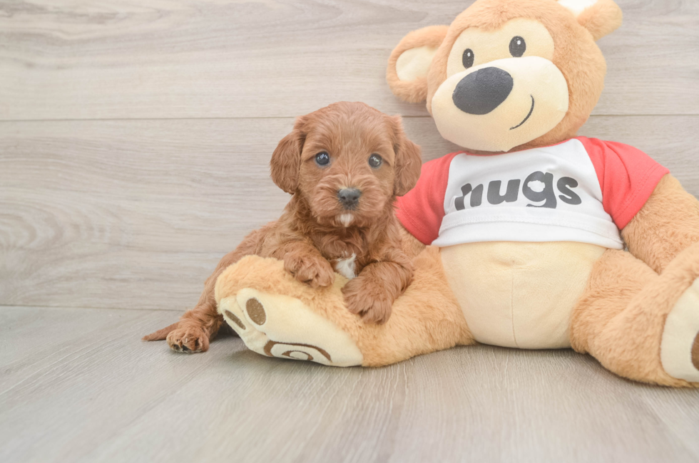 5 week old Cavapoo Puppy For Sale - Simply Southern Pups