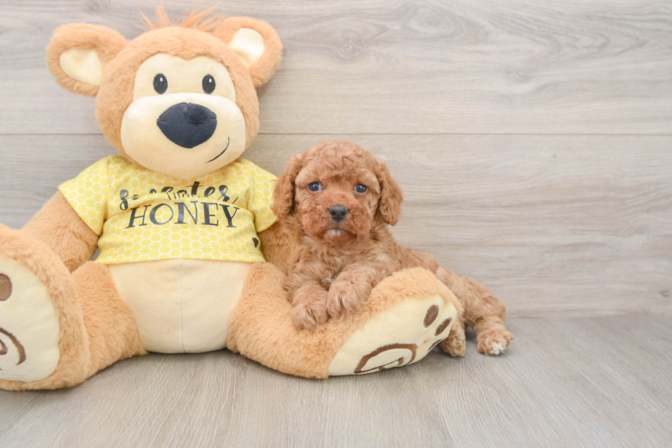 Cavapoo Pup Being Cute