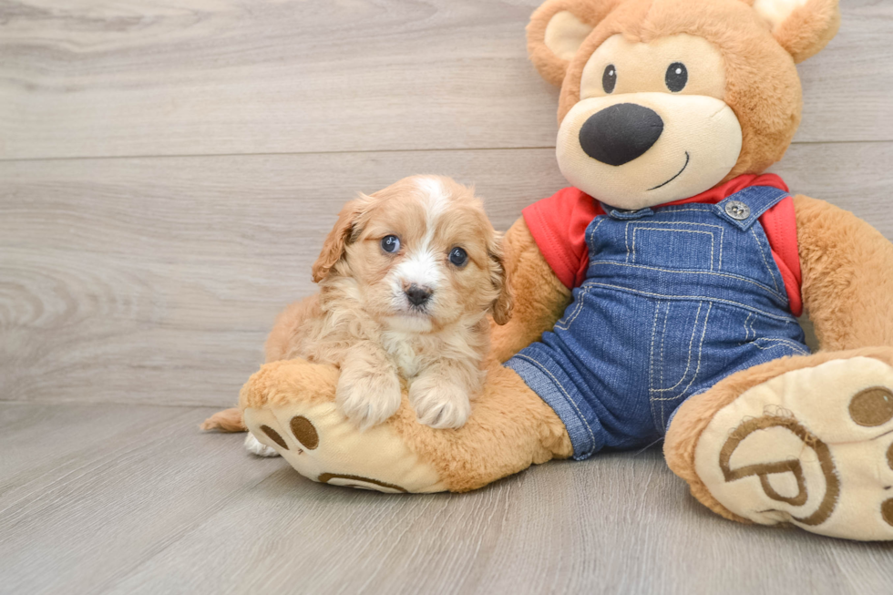 Hypoallergenic Cavadoodle Poodle Mix Puppy