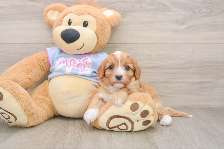 Little Cavipoo Poodle Mix Puppy