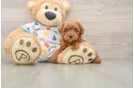 Cute Cavapoo Baby