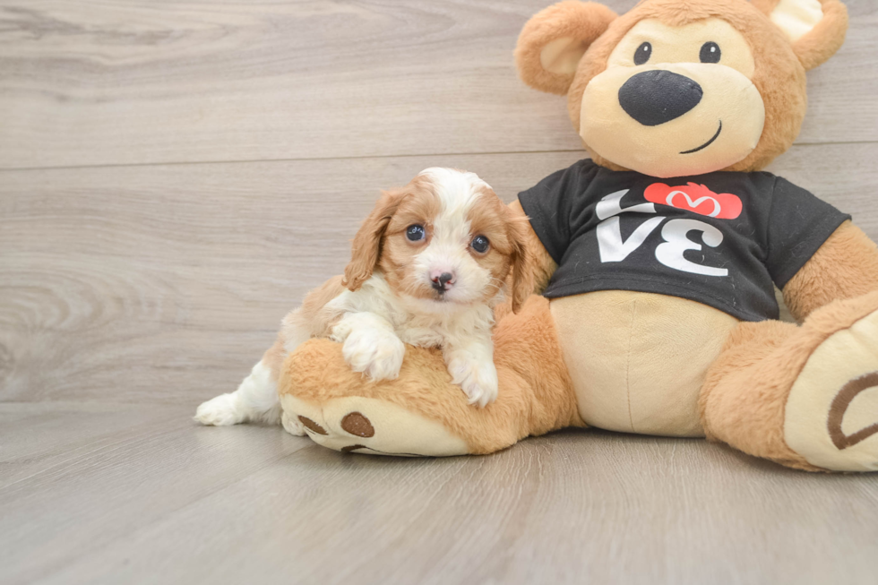 Best Cavapoo Baby