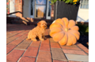 Cavapoo Puppy for Adoption