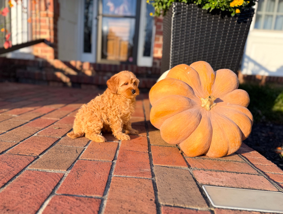 Cavapoo Puppy for Adoption