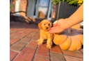 Cute Cavapoo Poodle Mix Pup