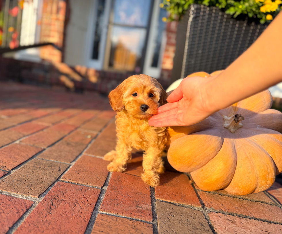Cute Cavapoo Poodle Mix Pup