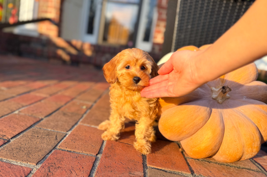 Cute Cavapoo Poodle Mix Pup