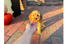 Cavapoo Puppy for Adoption