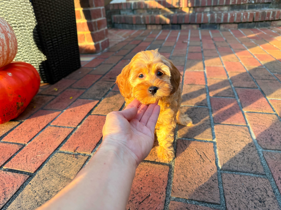 Cavapoo Puppy for Adoption
