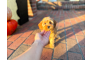 Cute Cavalier King Charles Spaniel and Poodle Mix Poodle Mix Puppy