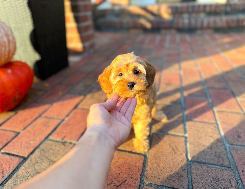 Cute Cavalier King Charles Spaniel and Poodle Mix Poodle Mix Puppy