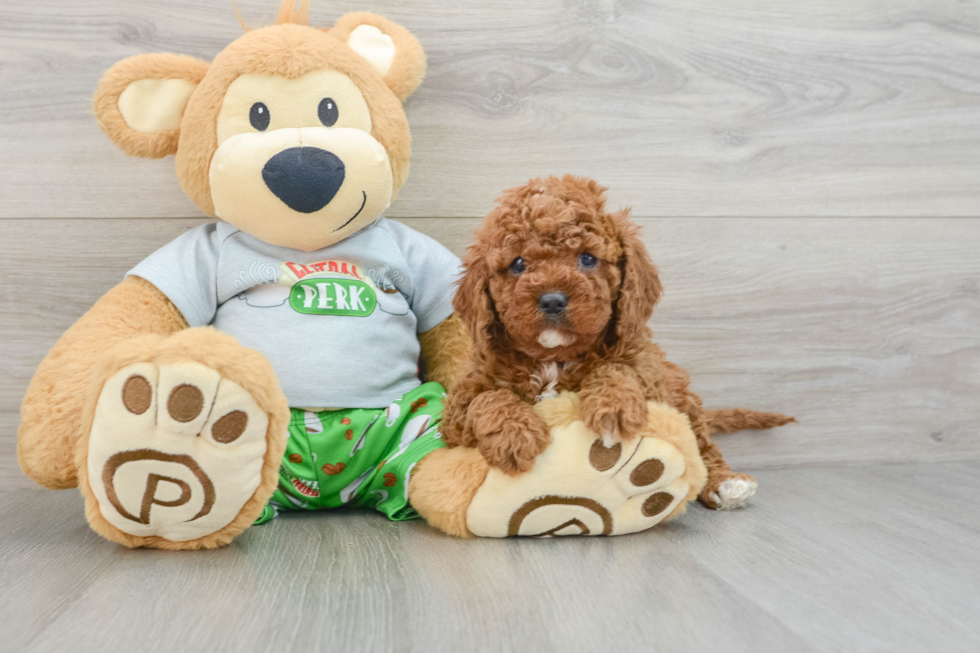 Cavapoo Pup Being Cute