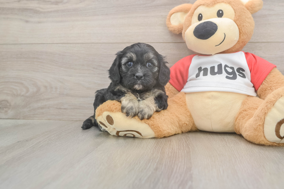 Meet Ulyssa - our Cavapoo Puppy Photo  1/3 - Simply Southern Pups Best Cavapoo Baby