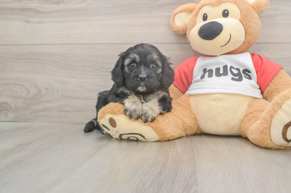 5 week old Cavapoo Puppy For Sale - Simply Southern Pups