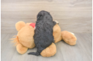 Meet Ulyssa - our Cavapoo Puppy Photo  3/3 - Simply Southern Pups Cavapoo Puppy for Adoption