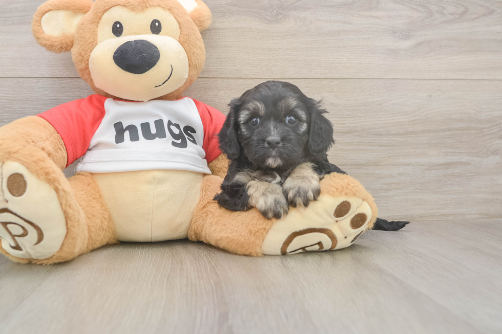 Meet Ulyssa - our Cavapoo Puppy Photo  2/3 - Simply Southern Pups Sweet Cavapoo Baby