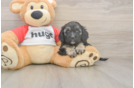 Meet Ulyssa - our Cavapoo Puppy Photo  2/3 - Simply Southern Pups Sweet Cavapoo Baby