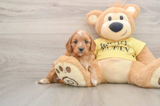 Funny Cavapoo Poodle Mix Pup