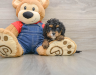8 week old Cavapoo Puppy For Sale - Simply Southern Pups