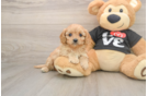 Best Cavapoo Baby