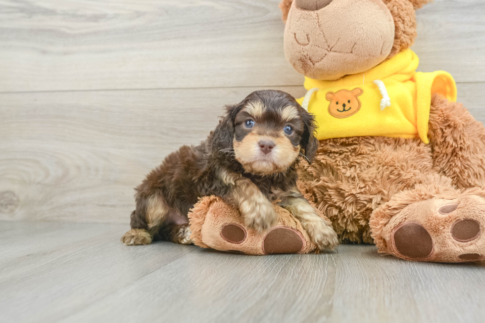 Cavapoo Puppy for Adoption