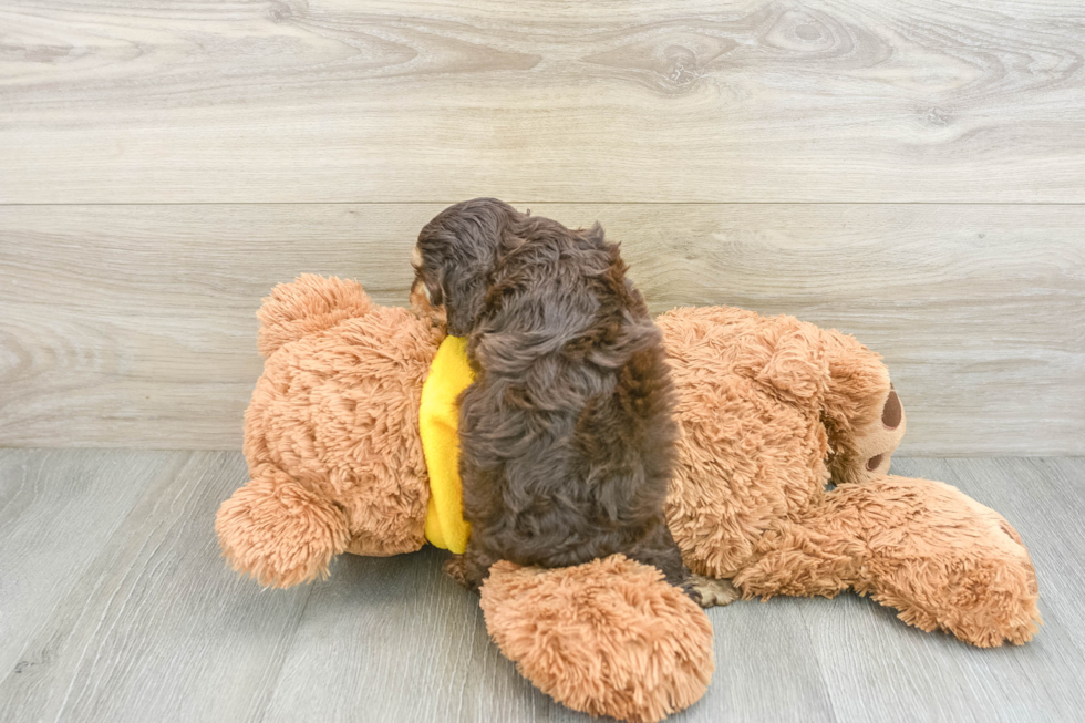 Petite Cavapoo Poodle Mix Pup