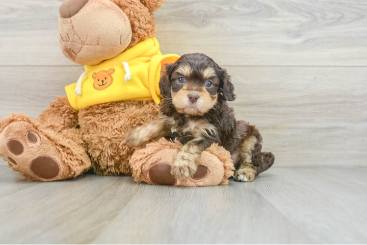 Cavapoo Puppy for Adoption