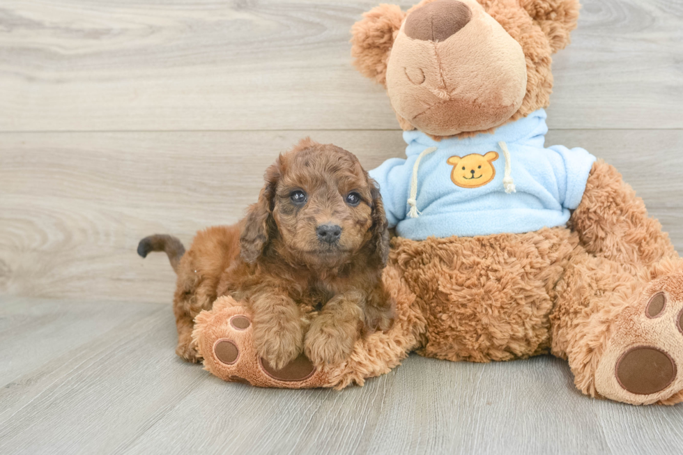 Smart Cavapoo Poodle Mix Pup