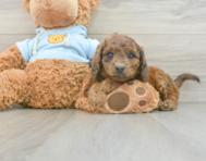 8 week old Cavapoo Puppy For Sale - Simply Southern Pups