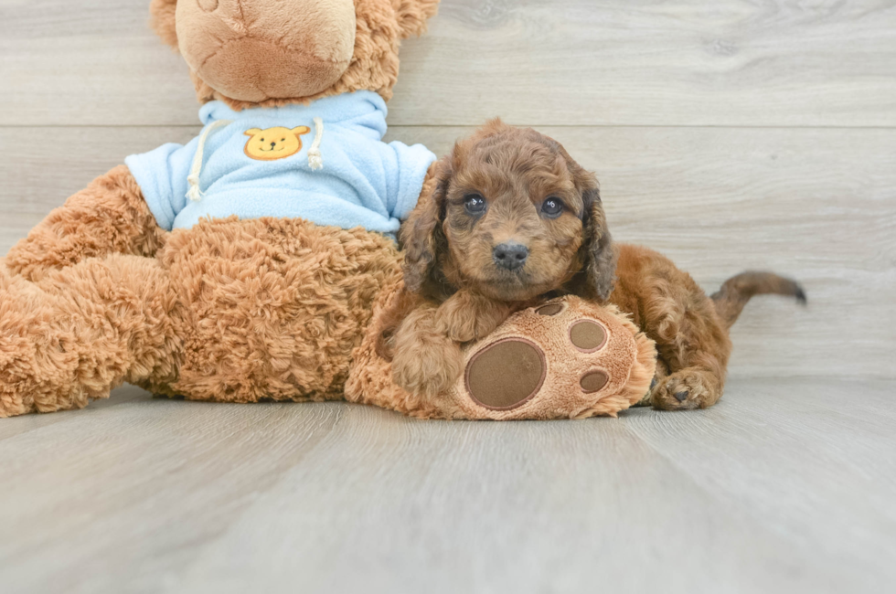 7 week old Cavapoo Puppy For Sale - Simply Southern Pups