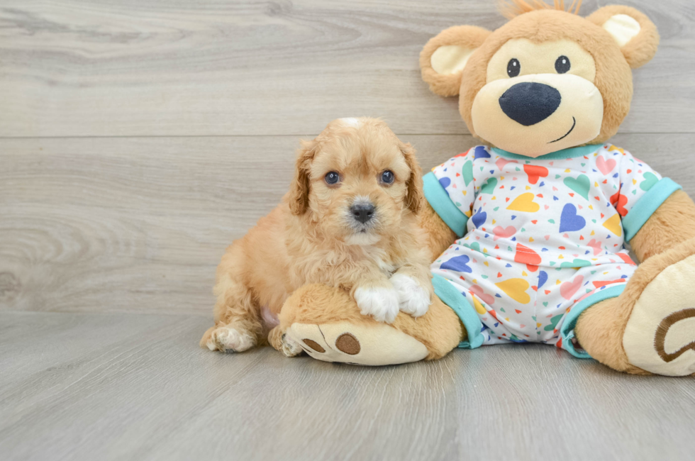 7 week old Cavapoo Puppy For Sale - Simply Southern Pups