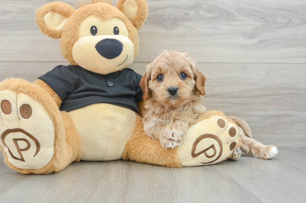 5 week old Cavapoo Puppy For Sale - Simply Southern Pups