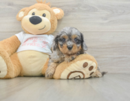 9 week old Cavapoo Puppy For Sale - Simply Southern Pups