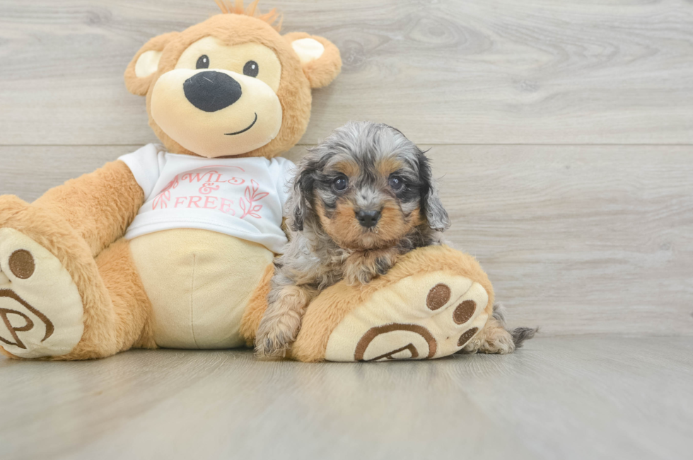 5 week old Cavapoo Puppy For Sale - Simply Southern Pups