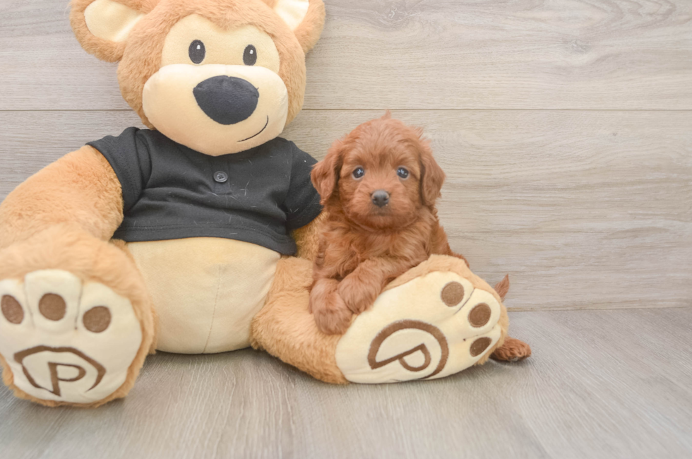 5 week old Cavapoo Puppy For Sale - Simply Southern Pups