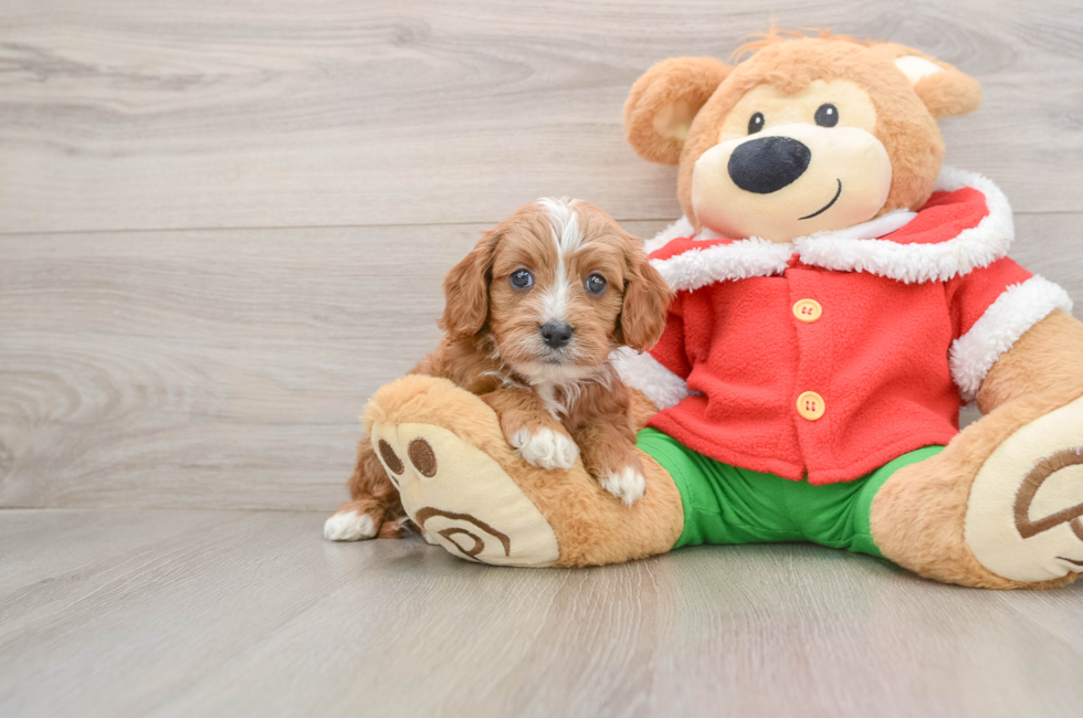 5 week old Cavapoo Puppy For Sale - Simply Southern Pups