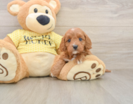 8 week old Cavapoo Puppy For Sale - Simply Southern Pups