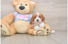 Smart Cavapoo Poodle Mix Pup