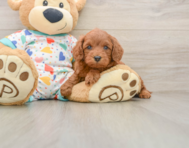 7 week old Cavapoo Puppy For Sale - Simply Southern Pups